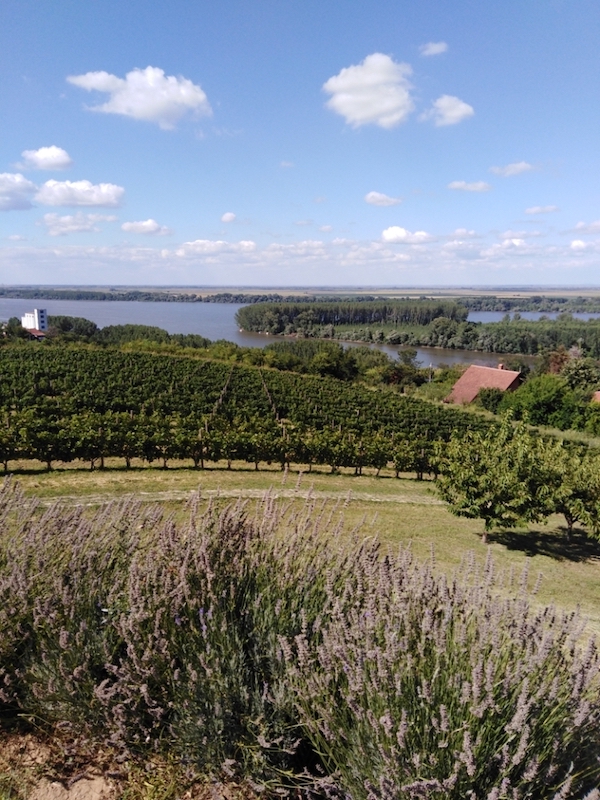 Panorama s rekom Dunav.jpg