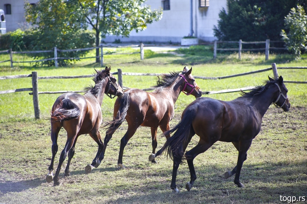 ErgelaLjubicevo-9.jpg