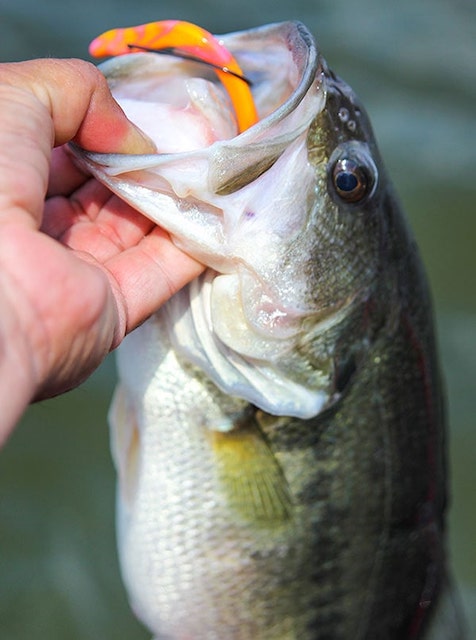 bass-like-floating-worms-in-spring-min.jpg