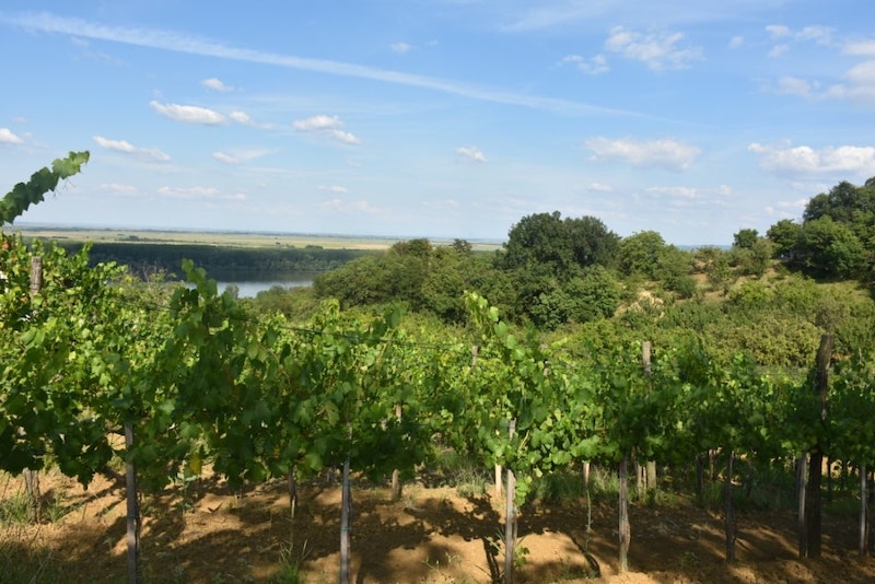 DSC_3147-min.JPG
