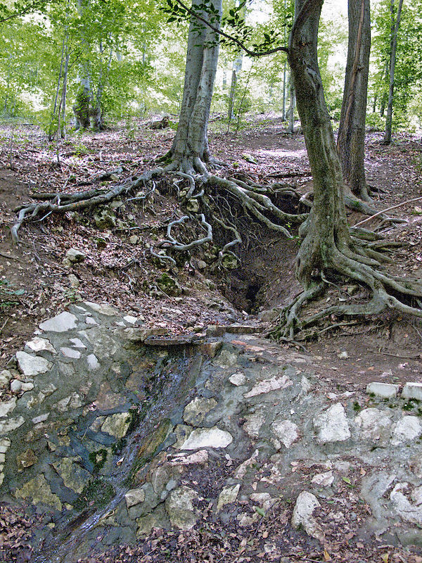Potajnica-3.jpg