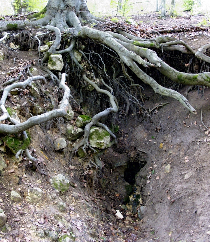 Potajnica-1.jpg