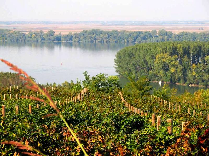 Vinogradi_Grocke.jpg