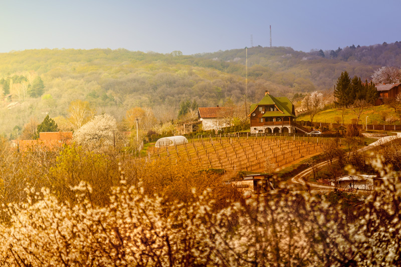 Krstasica-rakija-Irig.jpg