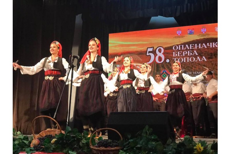 Топола_Опленачка берба