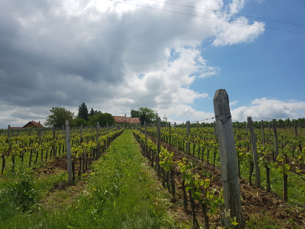 ВИНАРИЈА АРСЕНИЈЕВИЋ