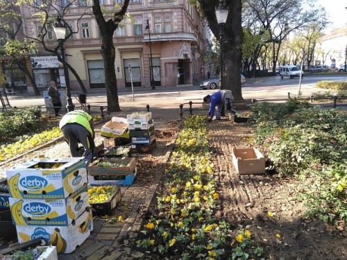 ЈКП Чистоћа и зеленило